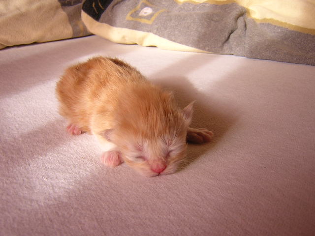 T.J.